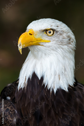 bald eagle  Haliaeetus leucocephalus 
