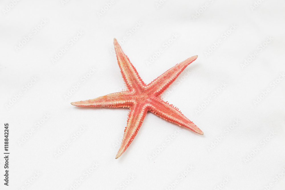 Red starfish or sea star on white background, top view Red starfish or sea star on white background, top view