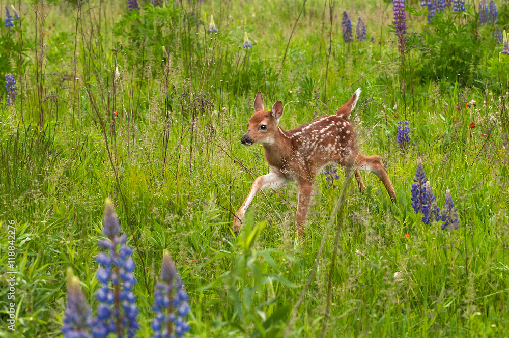 White-Tailed Deer Fawn (Odocoileus virginianus) Runs Through The Grass White-Tailed Deer Fawn (Odocoileus virginianus) Runs Through The Grass