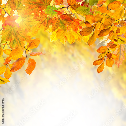 Golden autumn background