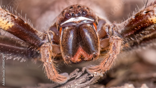 Huge Rain Spider (Female)