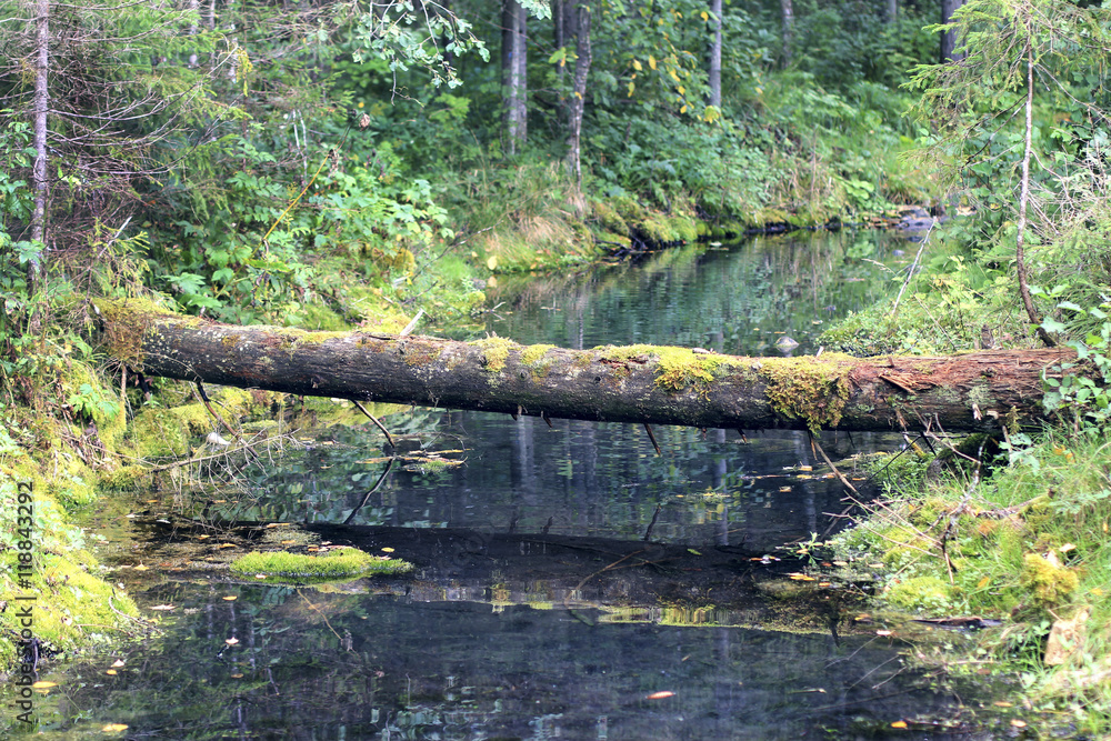 Fototapeta premium forest stream