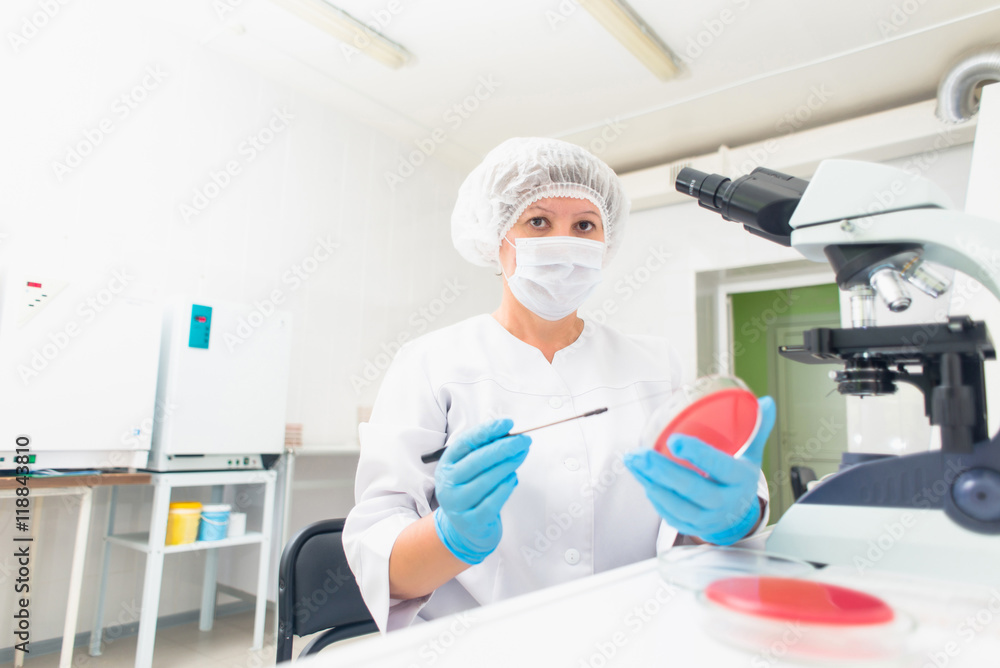 laboratory woman making a landing bacteria on the glass surface for further research laboratory woman making a landing bacteria on the glass surface for further research