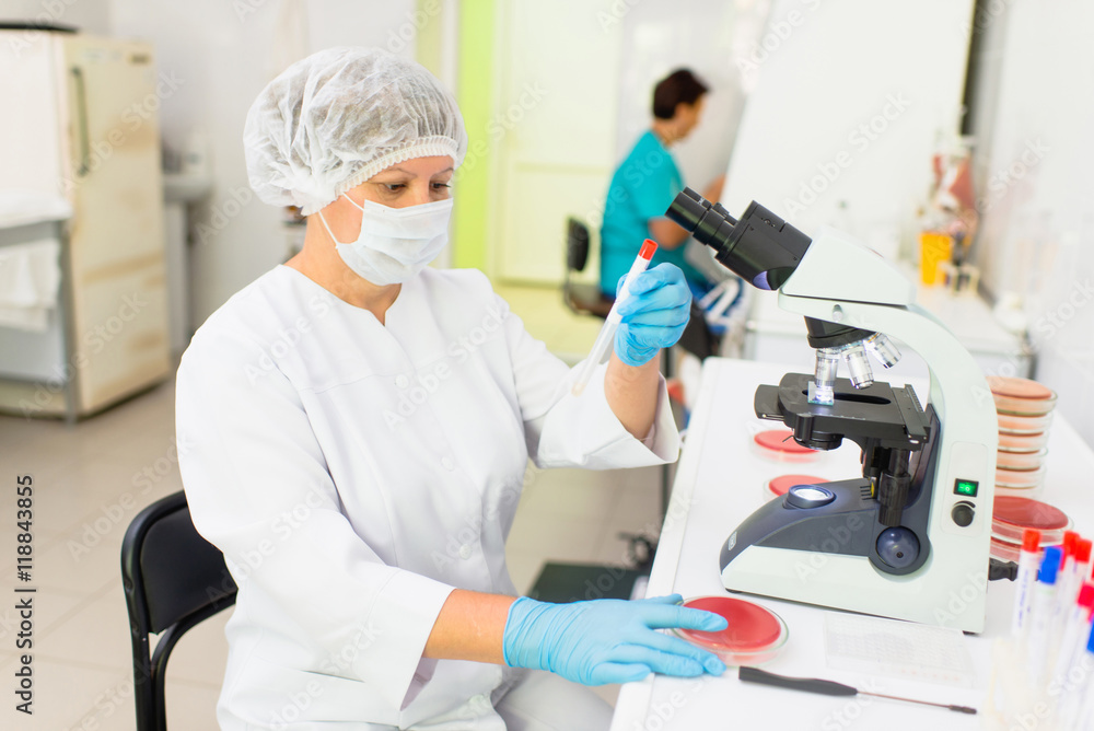 laboratory woman making a landing bacteria on the glass surface for further research laboratory woman making a landing bacteria on the glass surface for further research