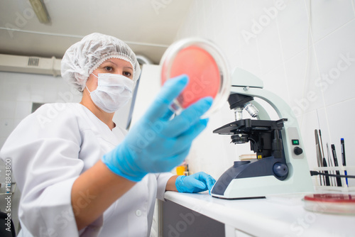 laboratory woman making a landing bacteria on the glass surface for further research