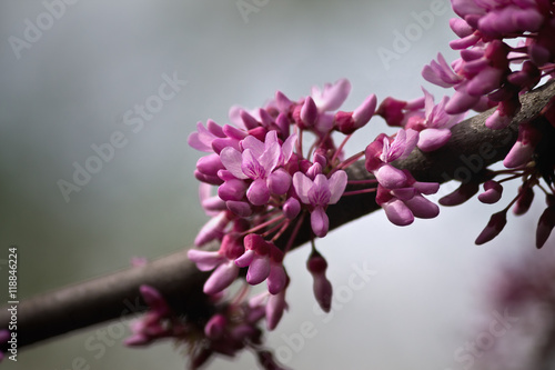 blurred background with a   tsertsis tree with pink flowers photo