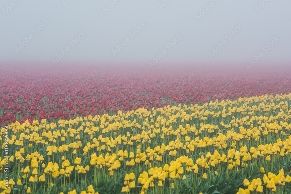 Red and yellow tulip fields in early morning fog and mist