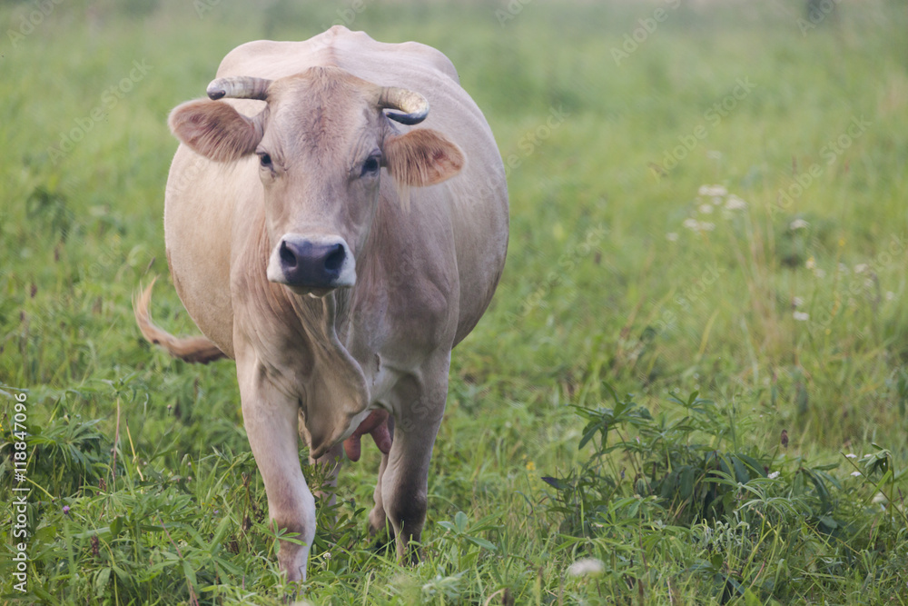 Brown cow grazing in the green field Brown cow grazing in the green field