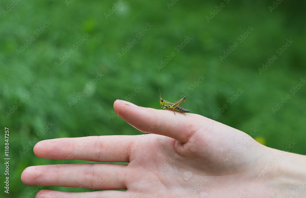 Grasshopper cricket wild insect hand detail green grass garden background