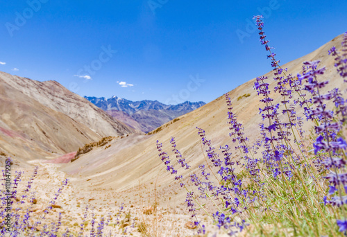 Canyon purple sage lavender blue wild flower bloom rocky desert valley mountain background