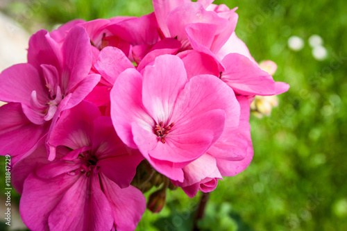 Fototapeta Naklejka Na Ścianę i Meble -  Zonal Pelargonium beautiful flower in the garden