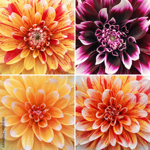 Dhalia flowers in a square ...