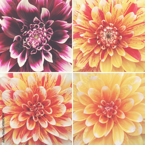Dhalia flowers in a square ...