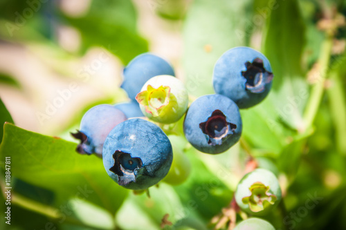 Blueberries Or Vaccinium Dwarf Shrubs With Ripe Fruits Cultivated In Garden, Top View, Close Up