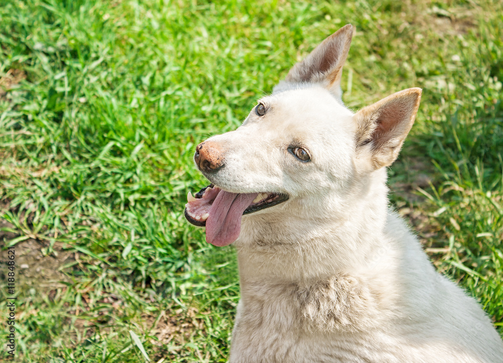 white husky sitting on the grass