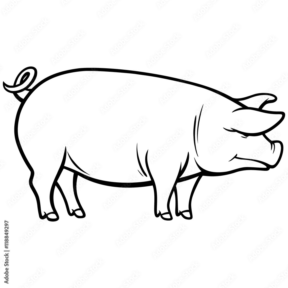 Pig Illustration Pig Illustration