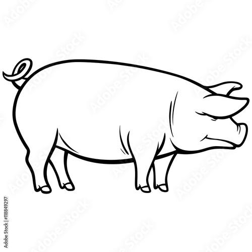 Pig Illustration