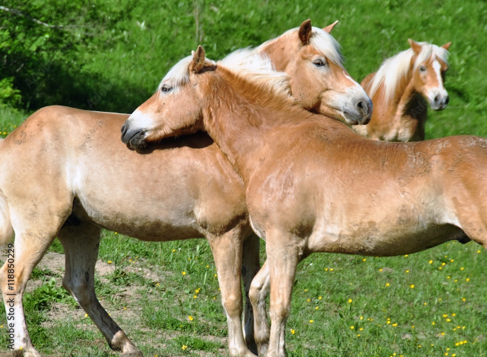 Fototapeta premium Pferde auf der Weide