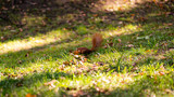 Red squirrel in the park on autumn
