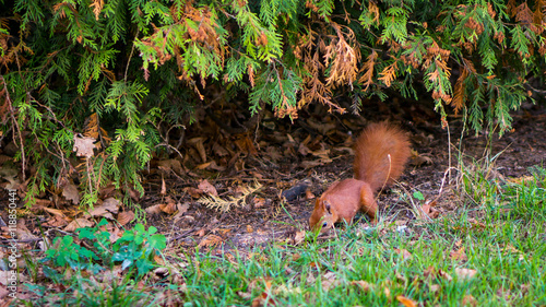 Red squirrel in the park on autumn © albertczyzewski