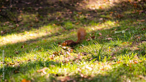 Red squirrel in the park on autumn