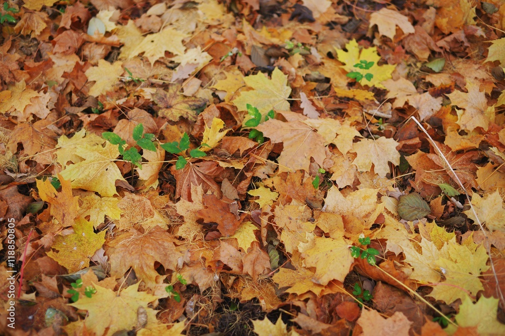autumn leaves usable as background or texture autumn leaves usable as background or texture