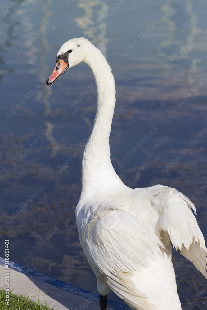 Fototapeta premium Swan at Lake Balaton