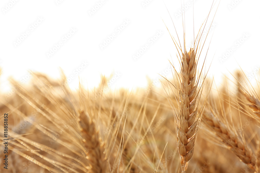Beautiful wheat field Beautiful wheat field