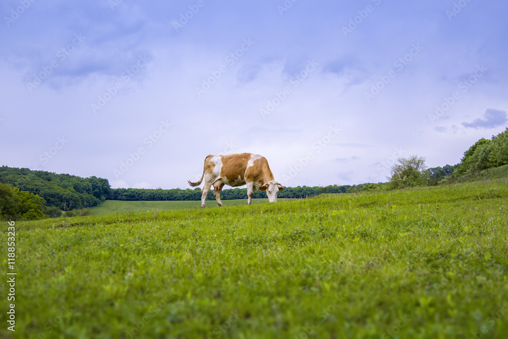 Cow eating on a field Cow eating on a field