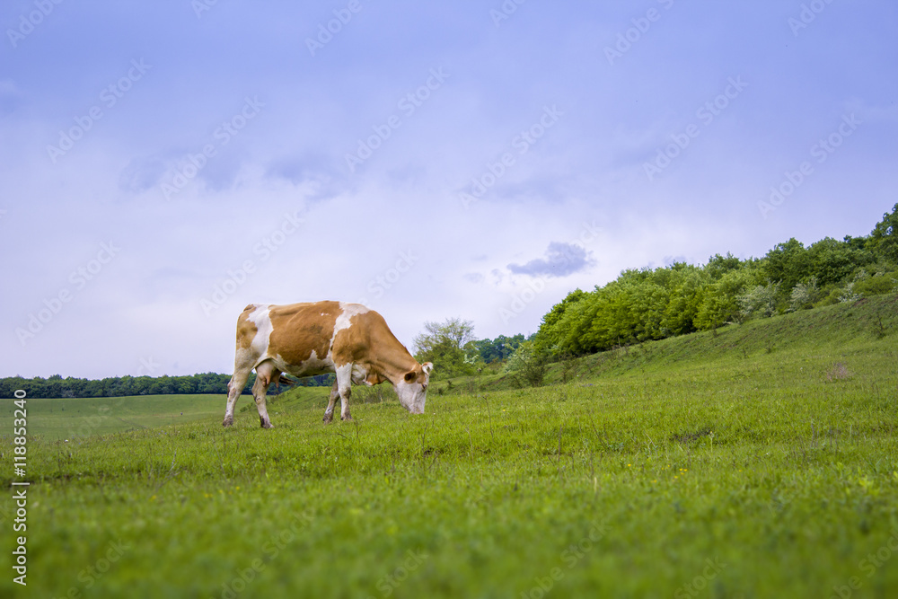 Cow eating on a field