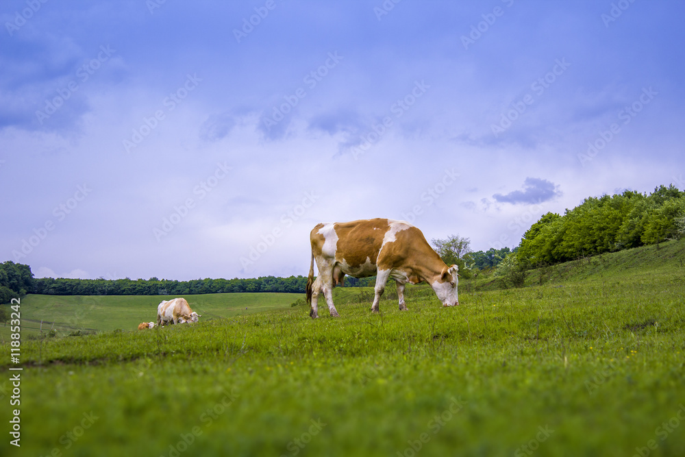 Cows eating on a field