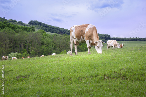 Cows eating on green fields
