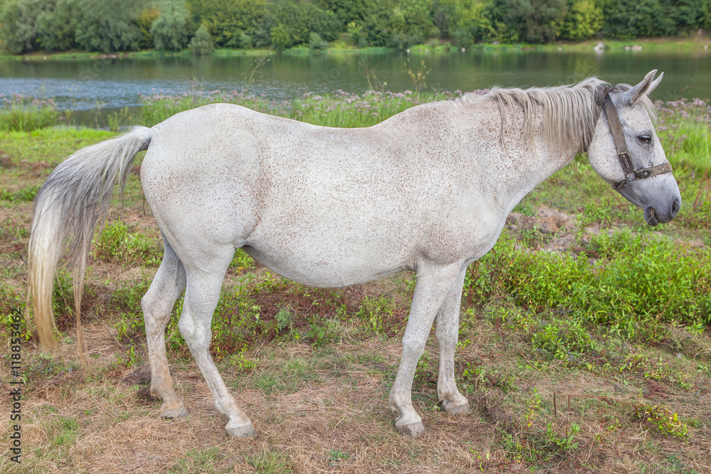 Obraz premium beautiful white mare