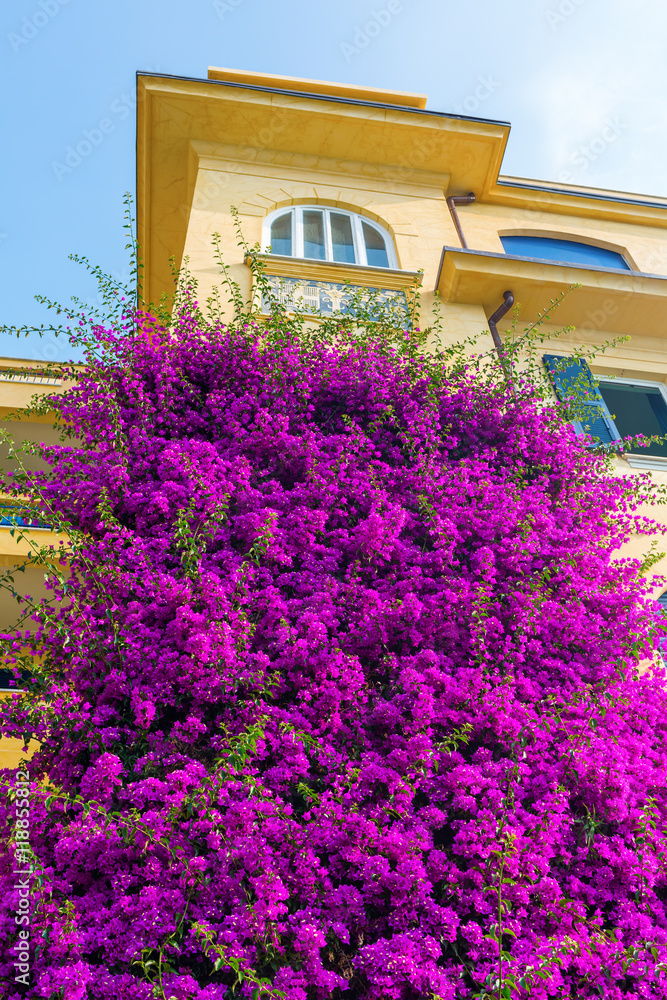 old building with bougainvila flowers