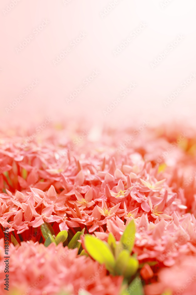 Ixora coccinea,a genus of flowering plants in the Rubiaceae family,Red flower spike, Selective focus and color toned.