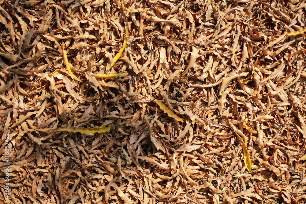 Selective focus of dry leaves on the ground,a beautiful autumn forest. Selective focus of dry leaves on the ground,a beautiful autumn forest.