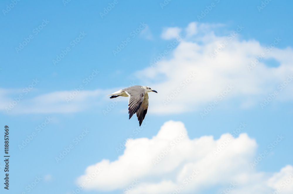 Obraz premium Seagull