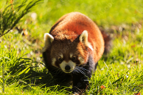Fototapeta Naklejka Na Ścianę i Meble -  Red Panda In Green Grass
