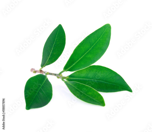 green leaves (Banyan) isolated on white