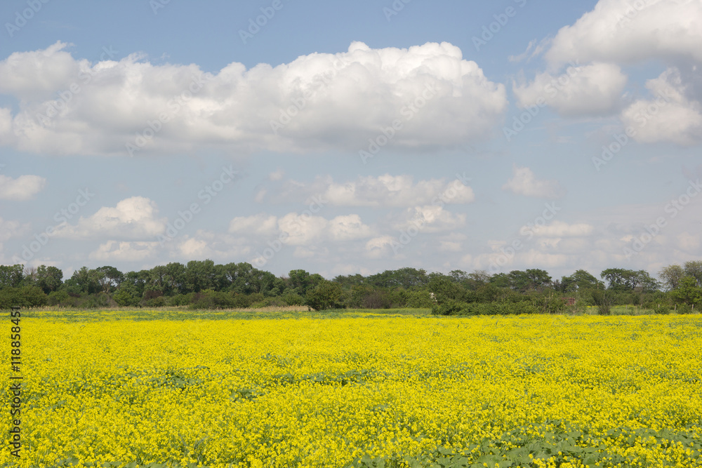 A field of flowering rapeseed. Beautiful summer rural landscape