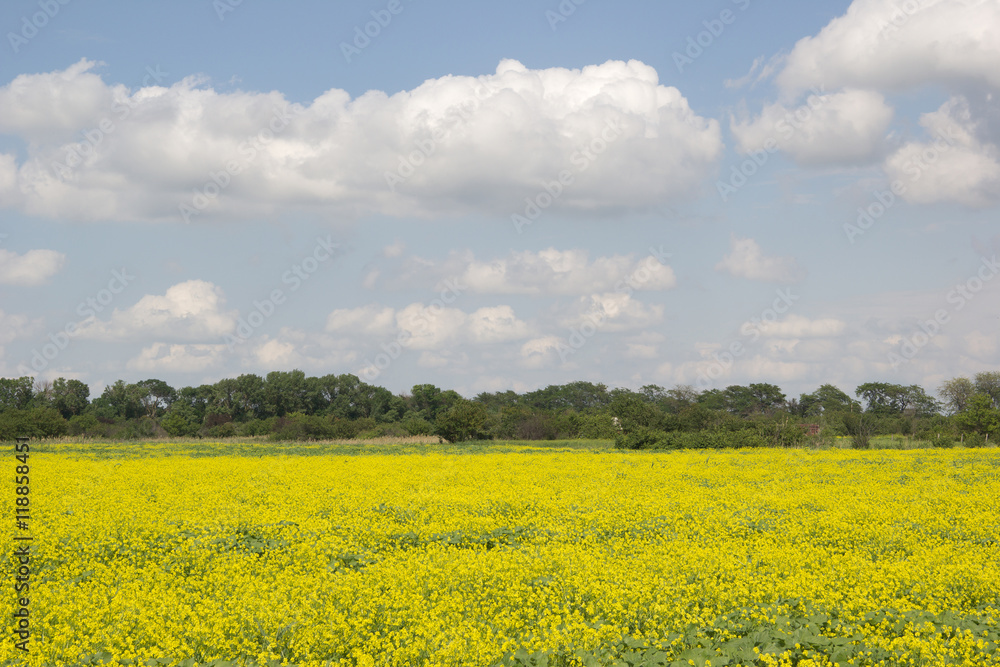 A field of flowering rapeseed. Beautiful summer rural landscape A field of flowering rapeseed. Beautiful summer rural landscape