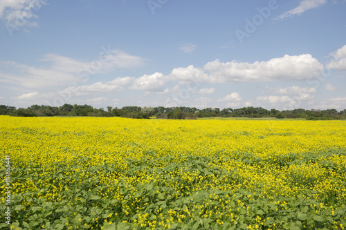A field of flowering rapeseed. Beautiful summer rural landscape