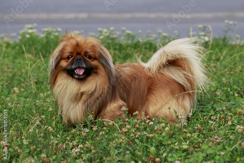dog breed Pekingese