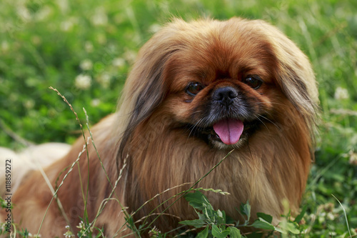 Foto dog breed Pekingese