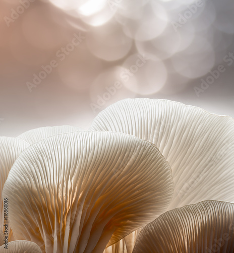 Close up oyster mushroom in plant nursery.