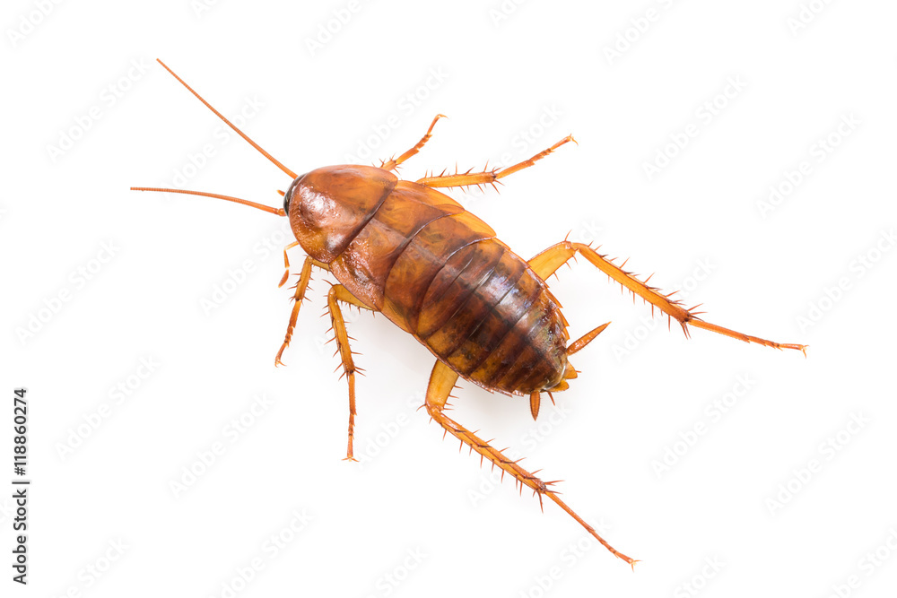 Close up cockroach on white Close up cockroach on white