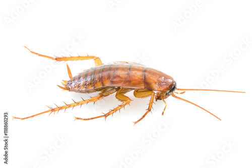Close up dead cockroach on white © Singha songsak