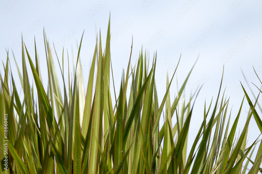 Green palm Leaf