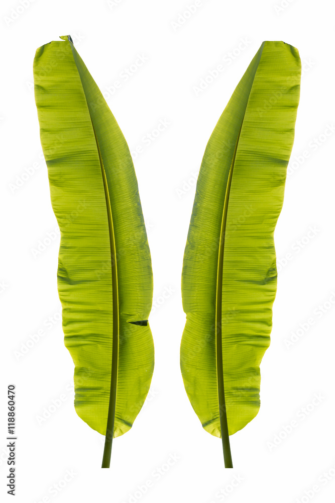 Banana leaf Banana leaf