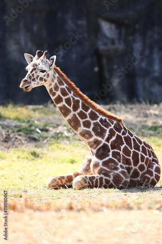 【座る子供のアミメキリン】
